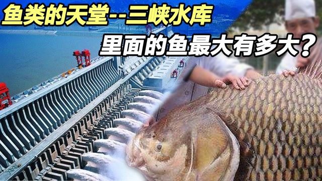 三峡大坝蓄水20年,号称鱼类的世界,水库最大的鱼有多大了?