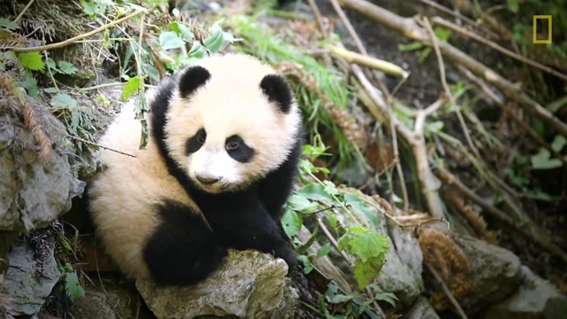 饲养可爱的国宝小熊猫