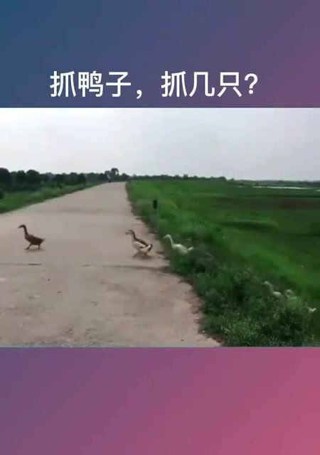 抓鸭子,抓几只抓一亿只抓到了