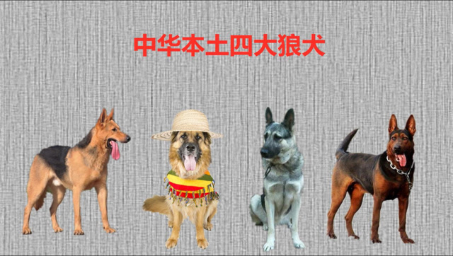 中华四大狼犬:中国山红犬和昆明犬和中国牧羊犬和狼青犬,你更喜欢哪一