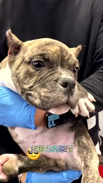 虎斑色恶霸犬长大后真的跟只老虎一样