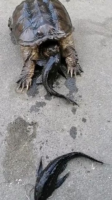 鳄鱼龟陆地捕食清道夫