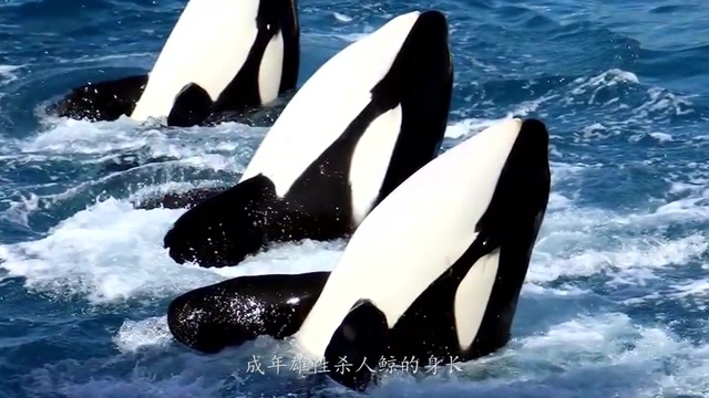 科普:狂虐大白鲨的食人鲸,其实是海豚家族的成员!智商相当高