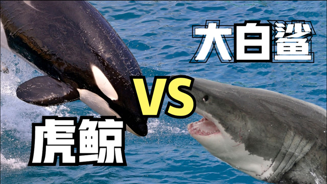 龙王鲸vs虎鲸图片