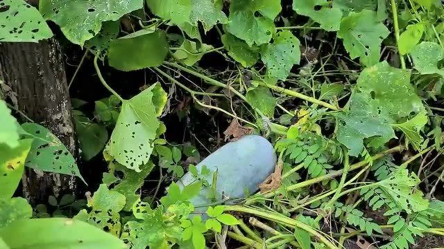 栽的野冬瓜以熟一个人摘回来