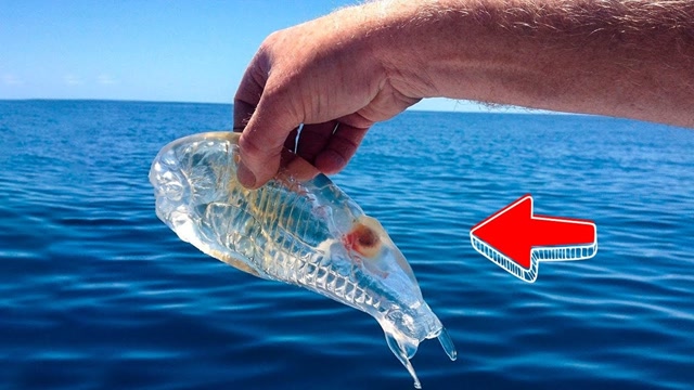 10件奇怪的事,海洋中捞出全身透明的果冻状生物,是什么呢?