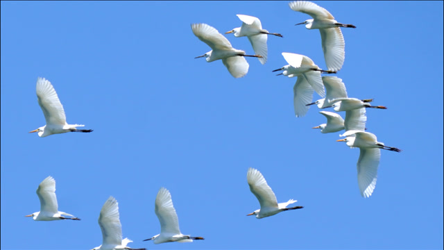 白鹭最美群飞群落