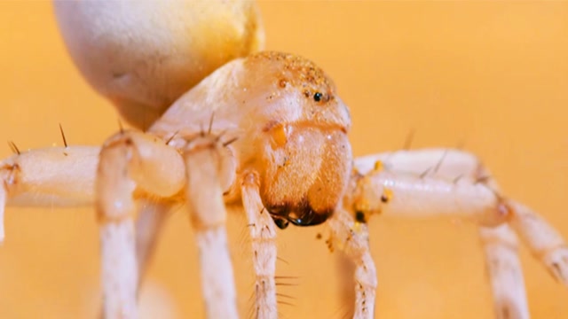 金轮蜘蛛图片