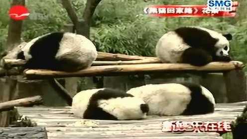 《熊猫回家路》16只大腕熊猫的片场爆笑视频