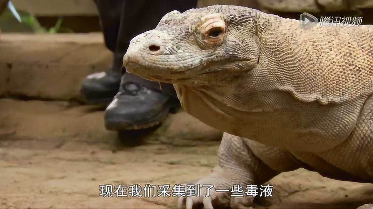 bbc自然世界7.