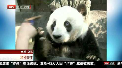 大熊猫巴斯的传奇一生