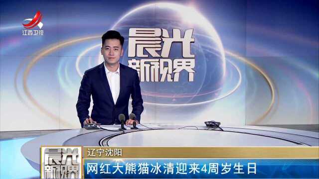 辽宁沈阳:网红大熊猫冰清迎来4周岁生日