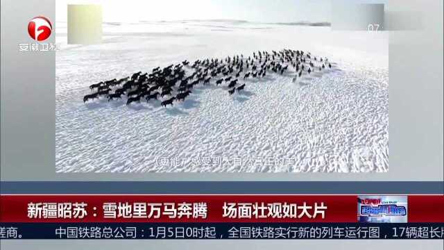 新疆昭苏:雪地里万马奔腾 场面壮观如大片