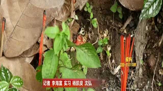 广州荔湾区:荔枝湾涌边频烧纸钱祭拜 居民意见大!