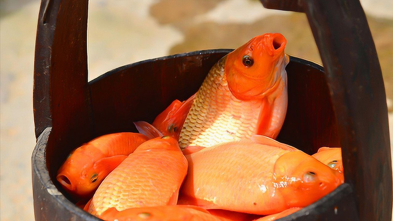 来婺源看油菜花必吃的荷包红鲤鱼相传皇帝叫它圣鱼