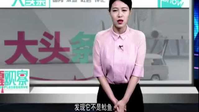 市民养“鲶鱼”发现是珍宝