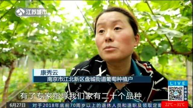 新江北故事:生态致富路 “葡萄之家”的小幸福