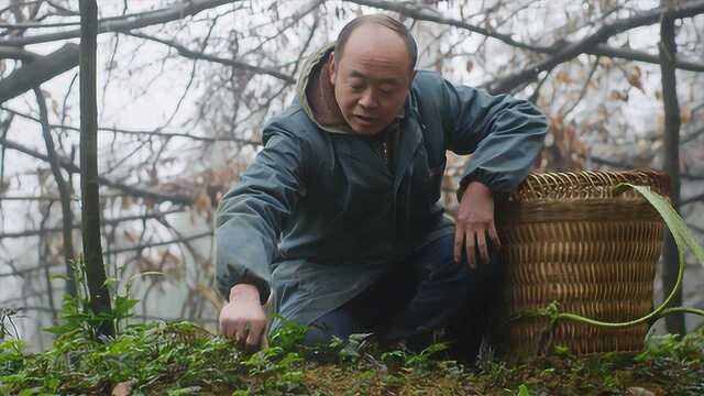 你只知黄连苦口,但却没有人知道,种植黄连的过程才是真正的苦!