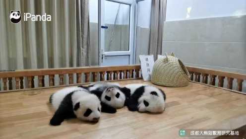 2月龄萌宝熊猫上线
