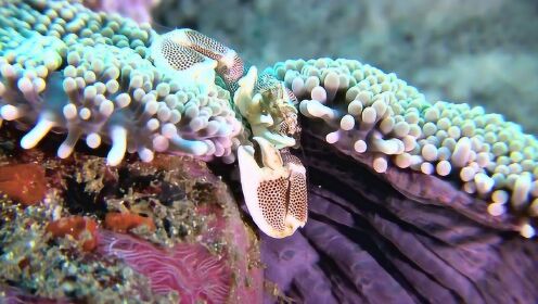 第9集（英文原版）：海底“花蝴蝶”最美海蛞蝓
