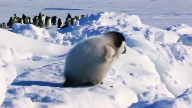 《雪宝:一个小企鹅的传奇故事》帝企鹅宝宝的生命轮回之旅