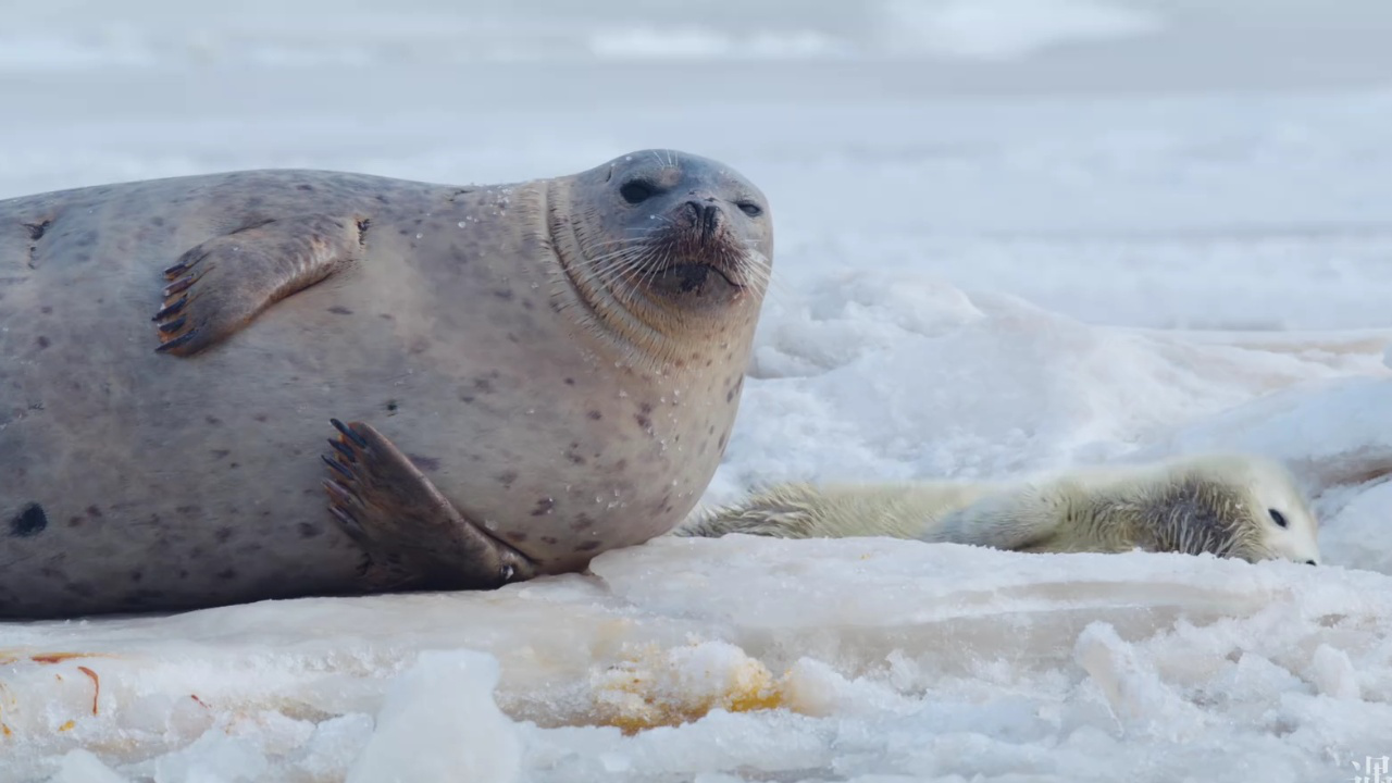 遇见大连丨关于"辽东湾的精灵"斑海豹你了解多少?