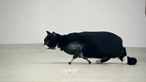 酷！残疾猫咪被安装仿生腿后，实现独立行走