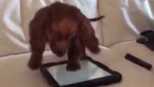 腊肠犬玩平板电脑：小狗也抵挡不住游戏的诱惑