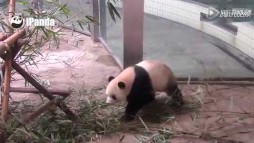 实拍 记录大熊猫天的生活