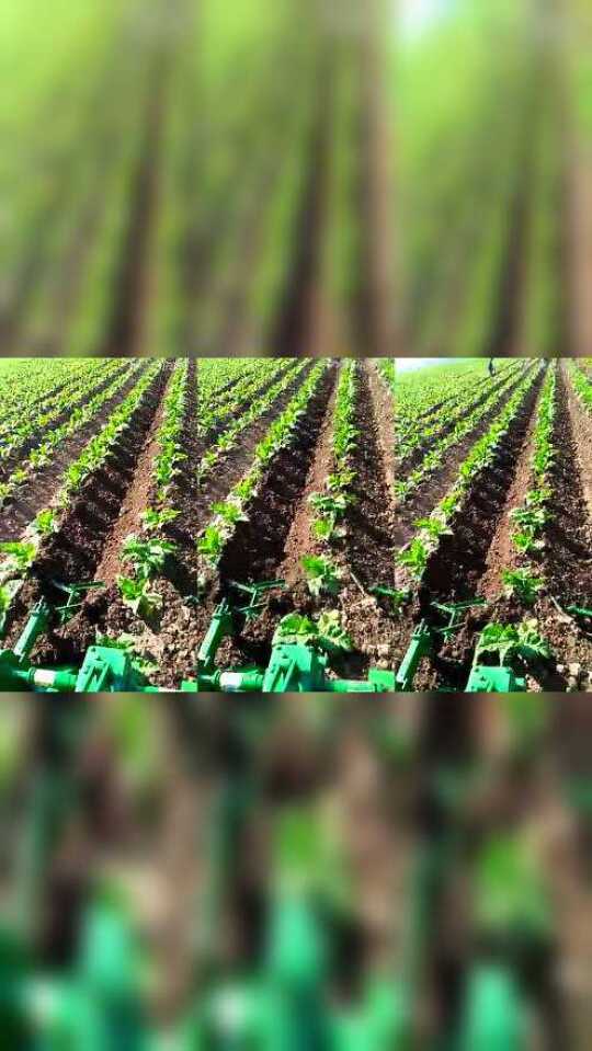 烟草培土机产品