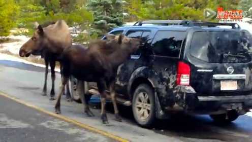 Moose Car Wash: Moth