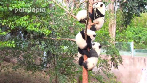 熊猫成长小视频