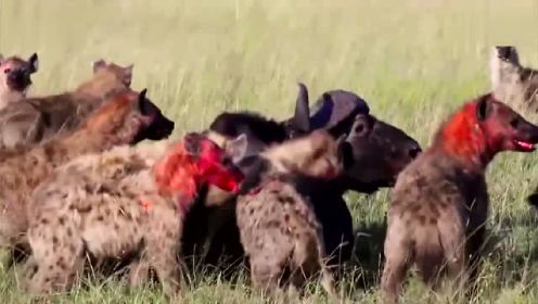 非洲水牛被鬣狗咬到了蛋蛋 瞬间倒地！