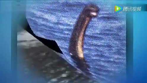 尼斯湖水怪再现身 清晰拍到上身，疑是蛇颈龙