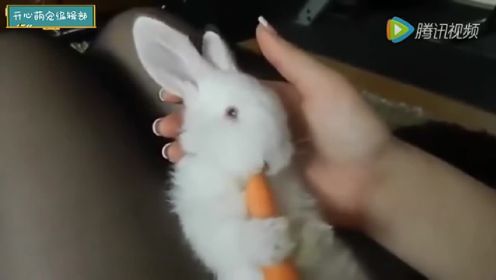 有人讲小兔子不吃胡萝卜 你瞧它吃得欢的！