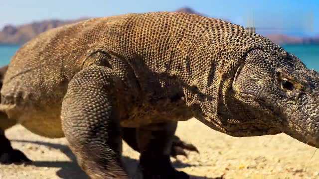 两只雄性科摩多龙为争抢配偶和领地对战搏杀