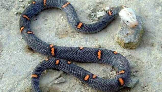 浙江现世界上十分罕见的白头蝰毒蛇