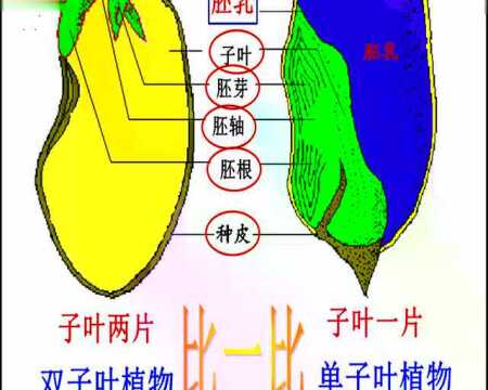 双子叶植物和单子叶植物种子结构比较_腾讯视频