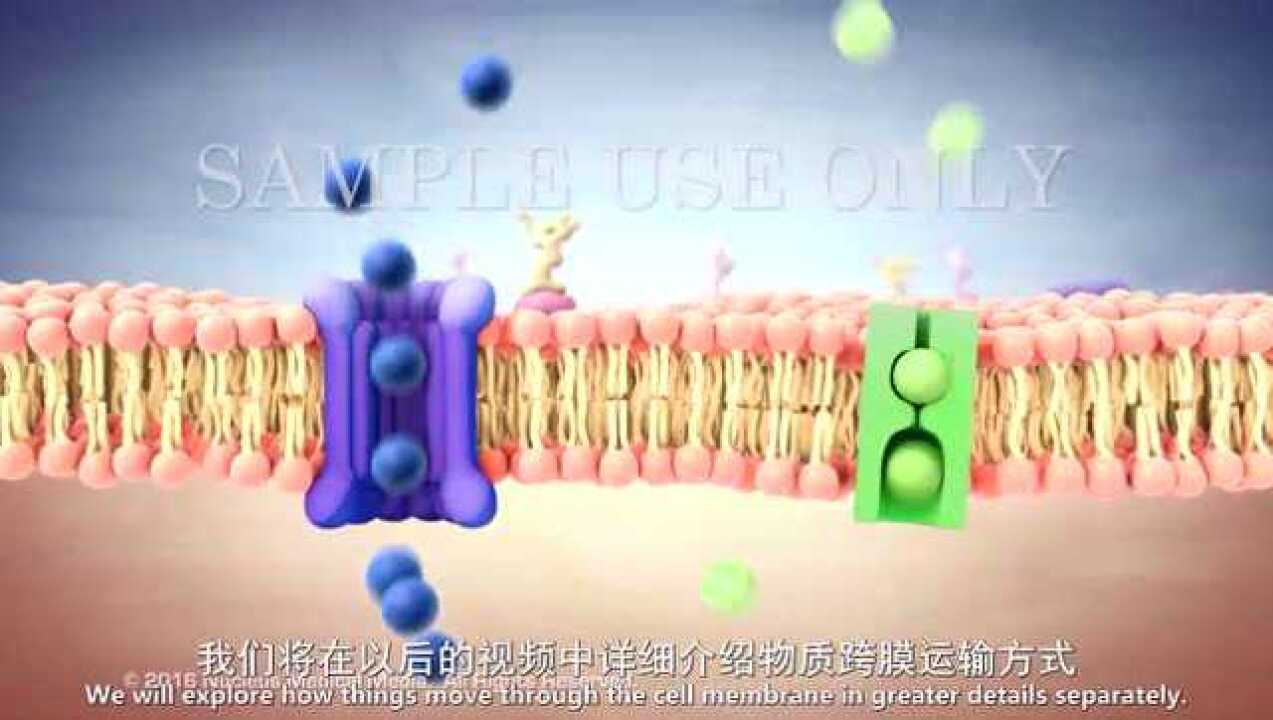 《生物自习室》第3期：细胞膜的流动镶嵌模型_高清