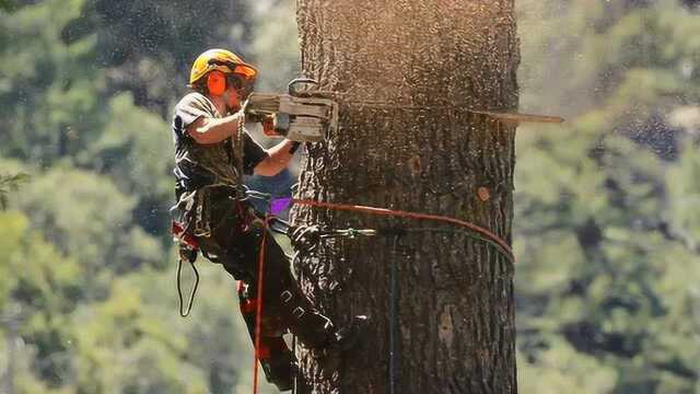实拍美国伐木工吊车砍树厉害了
