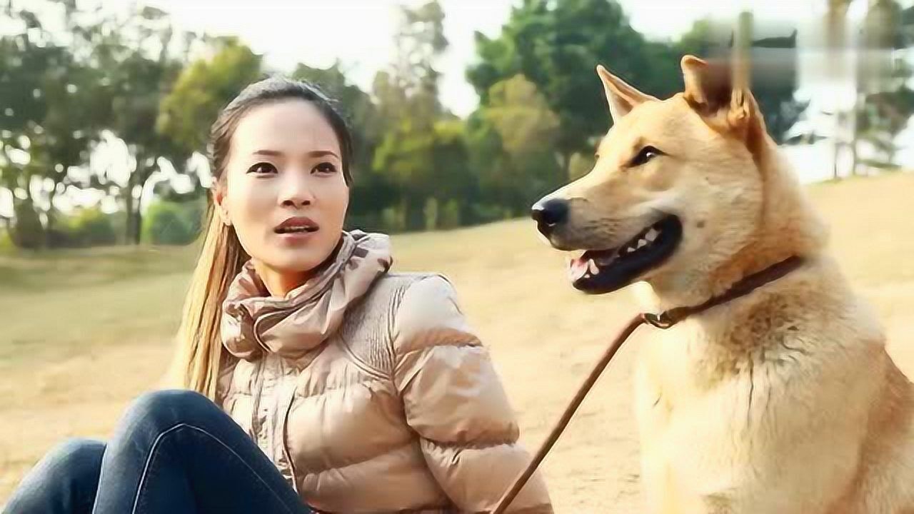 一部关于中华田园犬的微电影《流浪三十三天》 结局很暖
