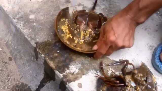 宰杀一只鲎据说它的血是蓝色的肉和卵可以吃有人吃过吗