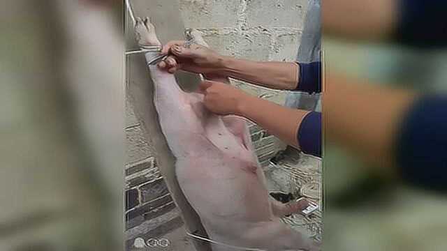 农村阉猪高手,20秒阉一头猪哦_腾讯视频