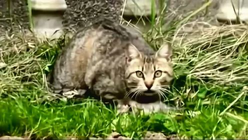 猫妈妈发现它的小猫死了，它叼走了唯一活着的那只，画面太催泪