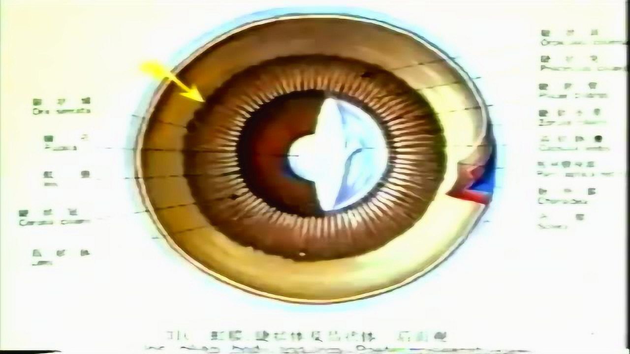 科普科教:眼球解剖见习_高清1080P在线观看平台_腾讯视频
