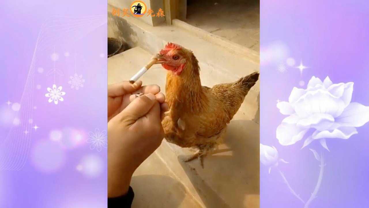 还不快点给鸡姐点上,抽完这根烟还的去下蛋呢_腾讯视频