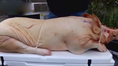 烧烤大师,用100斤整猪烧烤,最后出锅时我看呆了!