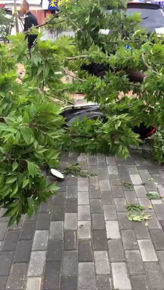 溧阳  大树突然倒地