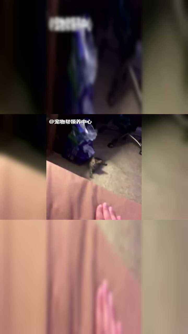 在床上拍拍示意小猫上床,没想到小猫竟也互拍回去...腾讯视频}