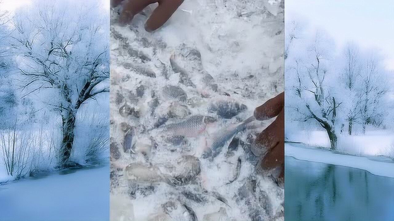 此时东北有多冷,河水结冰将鱼全部冻成冰坨,比电鱼毒鱼都狠_高清1080P在线观看平台_腾讯视频
